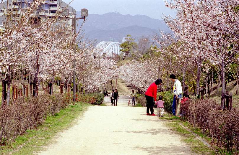 シティヒル・満開の桜並木